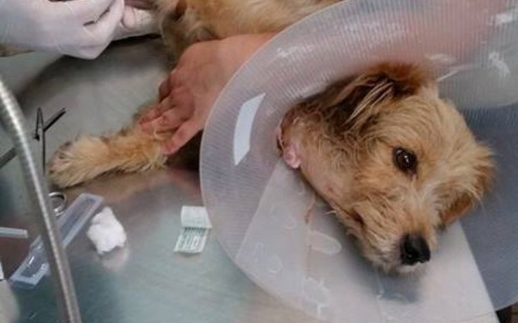 Pies w kołnierzu po operacji, leżący na stole.