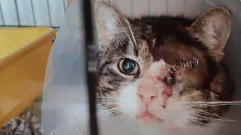 Zbiórka Operacja, leczenie Stefana - miniaturka zdjęcia