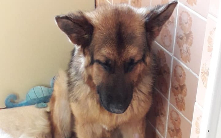 Zbiórka chory Teddy - zdjęcie główne