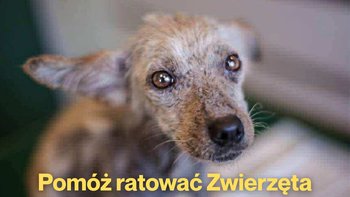 Zbiórka Przekaż wsparcie! - miniaturka zdjęcia