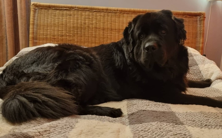 Zbiórka Szkolenie na dogoterapełte - zdjęcie główne