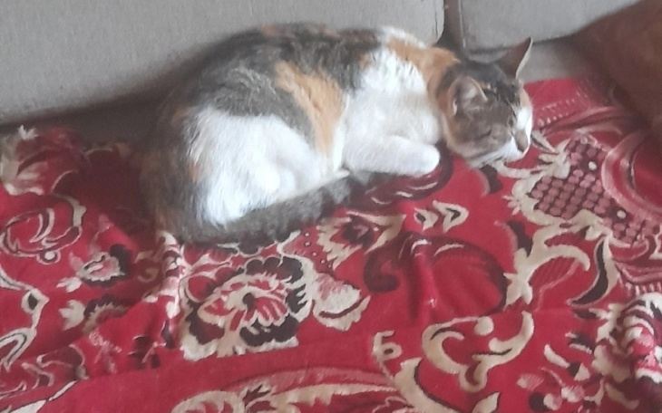 Zbiórka Zwierząt karma - zdjęcie główne