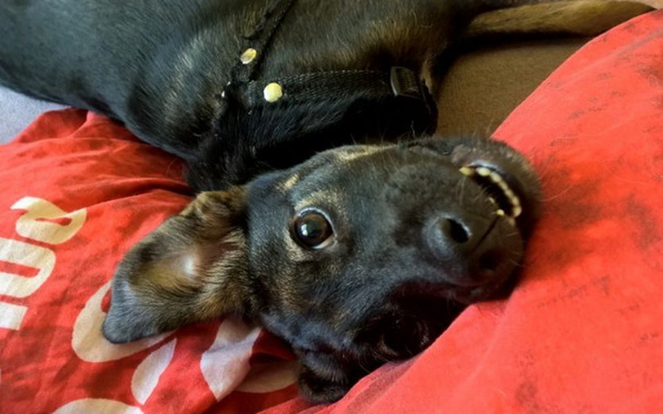 Szczęśliwy pies leżący na poduszce, z uśmiechem na pyszczku.