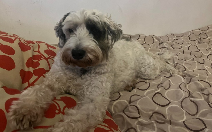 Zbiórka Operacja naszej suczki Julci - zdjęcie główne