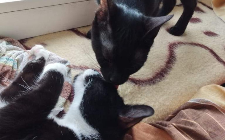 Zbiórka Moje czarnuszki - zdjęcie główne