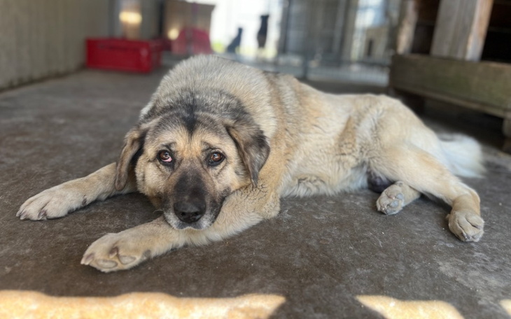 Pies leżący na podłodze, patrzący w obiektyw.