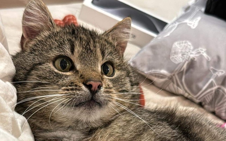 Kot leżący na łóżku, z wyrazem ciekawości na twarzy.