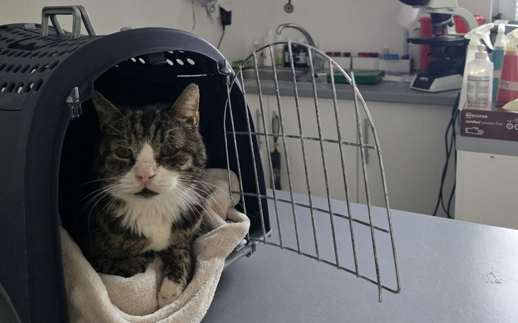 Zbiórka Iruś walczy o życie. - zdjęcie główne