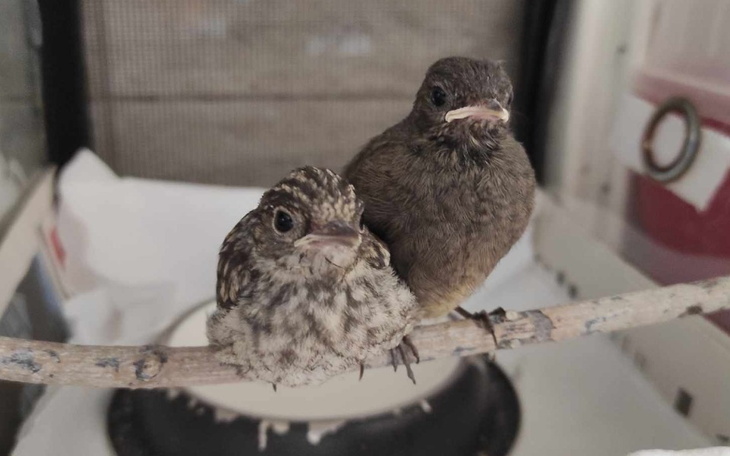 Dwa młode ptaki siedzące na gałęzi, wyglądające na ciekawskie.