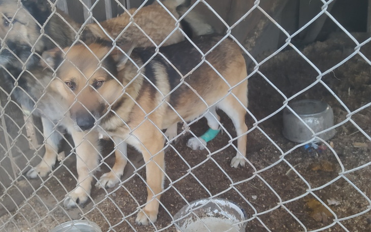 Zbiórka Pomoc na leczenie pieska Dzerego - zdjęcie główne