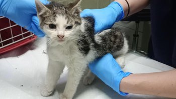 Zbiórka Bianka cudem uratowana - miniaturka zdjęcia