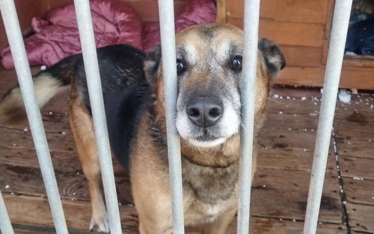 Pies patrzący przez kraty, z wyrazem tęsknoty.