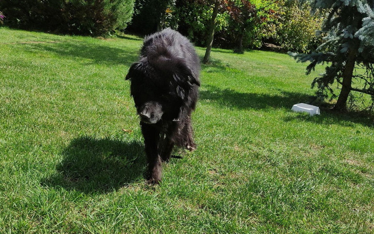 Zbiórka Opłacenie hoteliku dla Miśka - zdjęcie główne