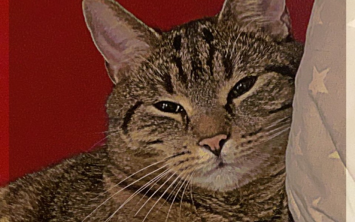 Zbiórka na jedzenia dla kota - zdjęcie główne