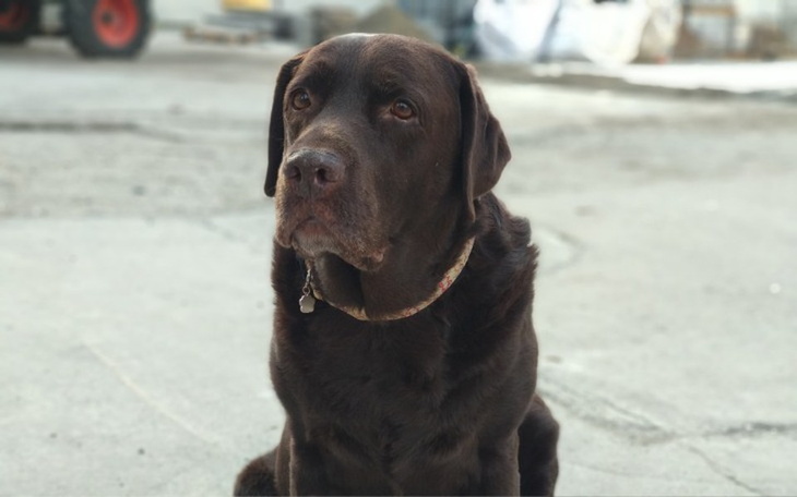 Zbiórka Rozi terapeutka walczy o życie - zdjęcie główne