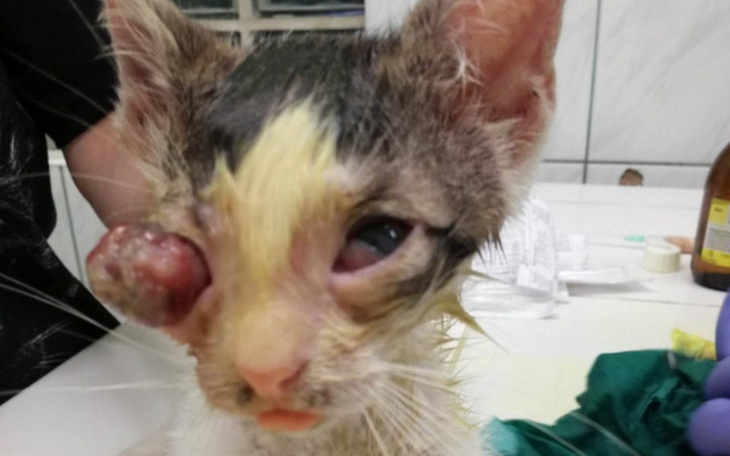 Zbiórka Cyklopek i Popeye-walka o wzrok - zdjęcie główne