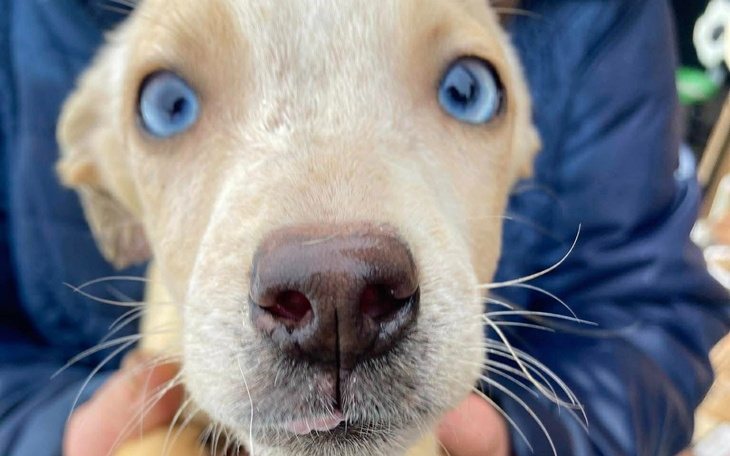 Zbliżenie na szczeniaka z niebieskimi oczami.