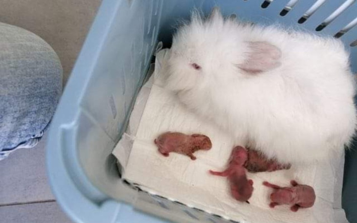 Biała króliczka z nowonarodzonymi młodymi w koszyku.