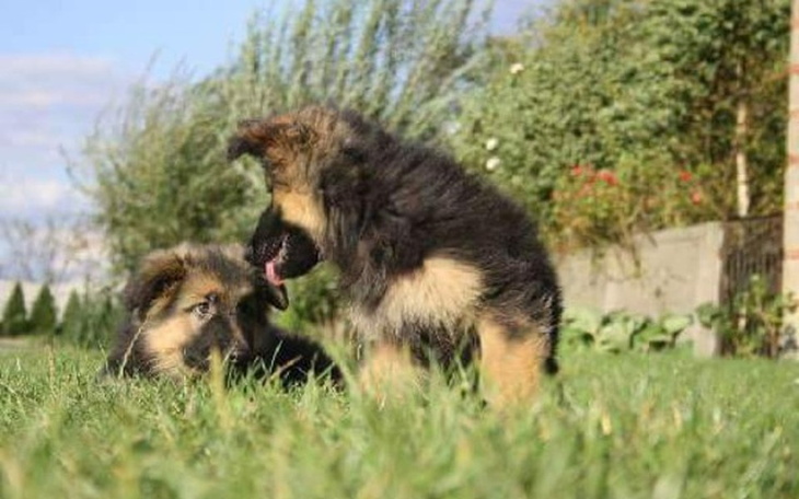 Zbiórka Schronisko wch - zdjęcie główne