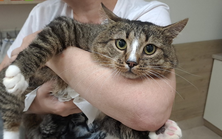 Zbiórka Borysek i struwity pomóżmy - zdjęcie główne