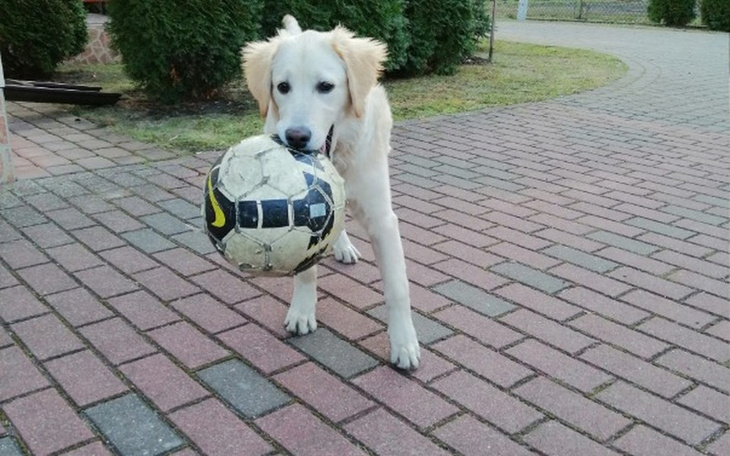 Zbiórka Dla psa na dom - zdjęcie główne