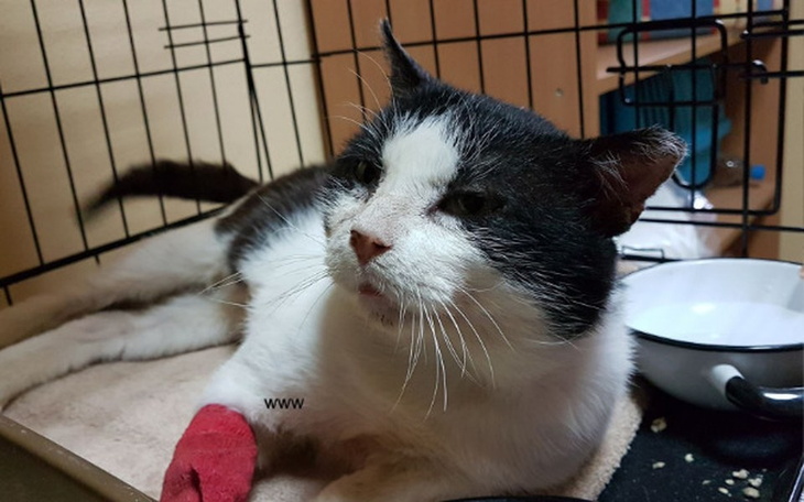 Zbiórka Leczenie Plamka - zdjęcie główne