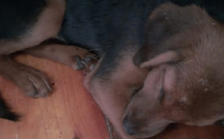 Zbiórka Ratunek przed rozszarpaniem - zdjęcie główne