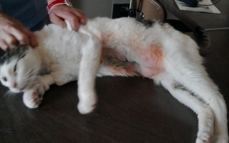 Kot w lecznicy, otrzymujący opiekę weterynaryjną.