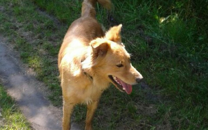 Zbiórka Wrocławskie Psiaki - zdjęcie główne