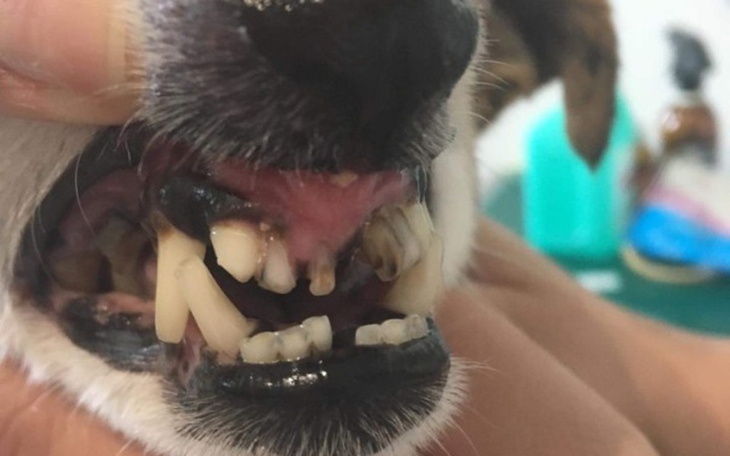 Zbliżenie na zęby psa podczas wizyty u weterynarza.