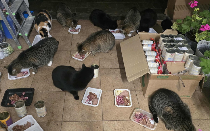 Grupa kotów jedzących z misek na podłodze.