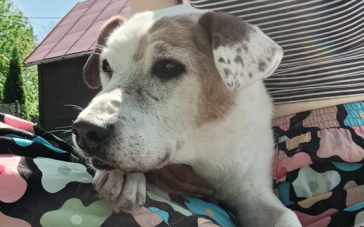 Zbiórka Staruszek Ciapuś zbiera na karmę - zdjęcie główne