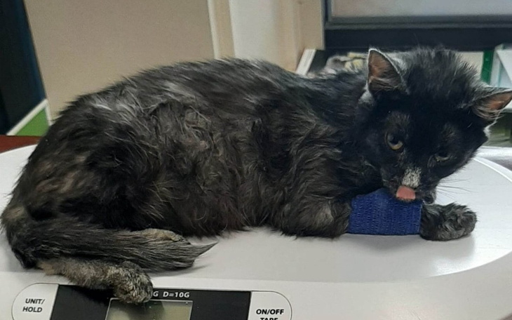 Zbiórka Nie dajmy jej umrzeć - zdjęcie główne