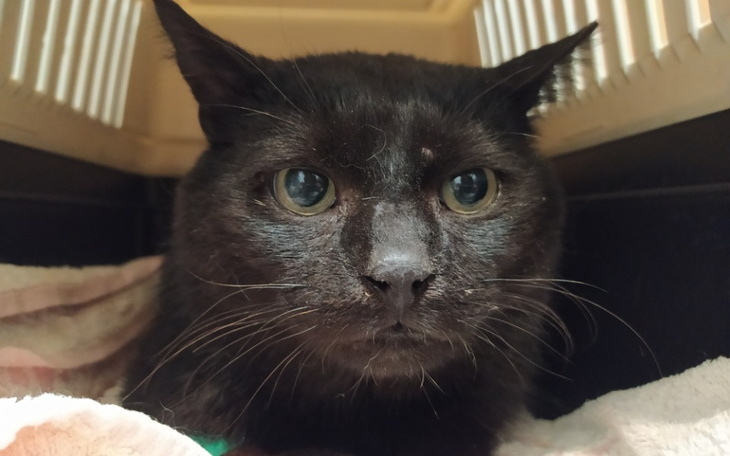 Zbiórka Zabieg usunięcia zębów - zdjęcie główne