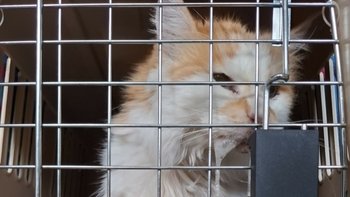 Zbiórka Leczenie podopiecznych - miniaturka zdjęcia
