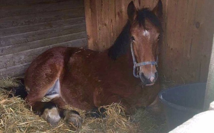 Zbiórka Gromcia ze Skaryszewa - zdjęcie główne
