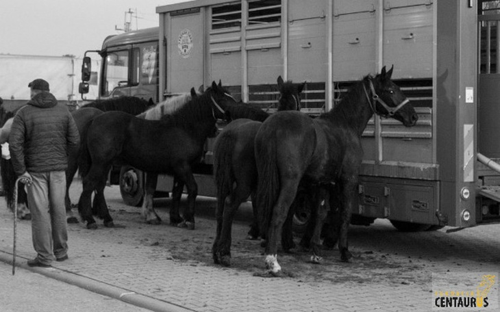 Zbiórka Targ śmierci - podaruj życie - zdjęcie główne