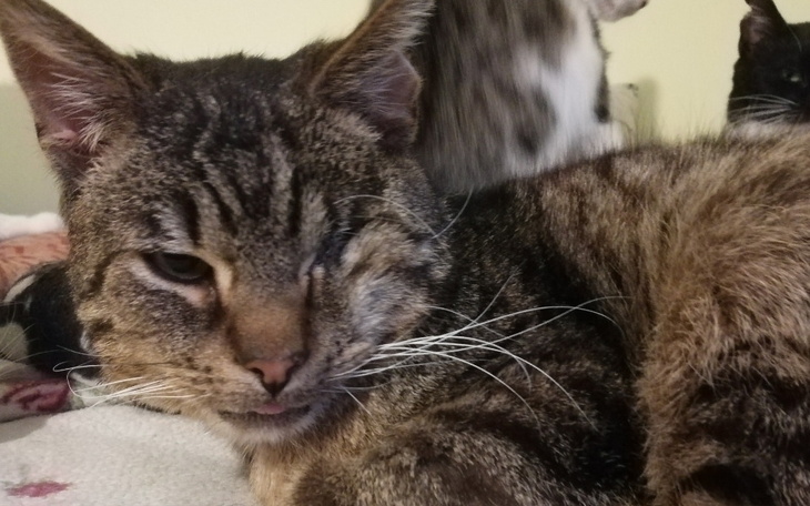 Zbiórka Borysek, nasze oczko w głowie - zdjęcie główne