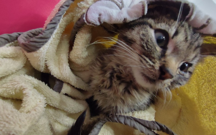 Zbiórka Mała Mimi - zdjęcie główne