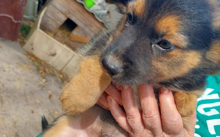 Zbiórka Transport pieska bez łapki - zdjęcie główne