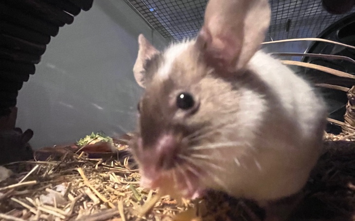 Zbiórka Guz u kochanej myszki Felicji - zdjęcie główne