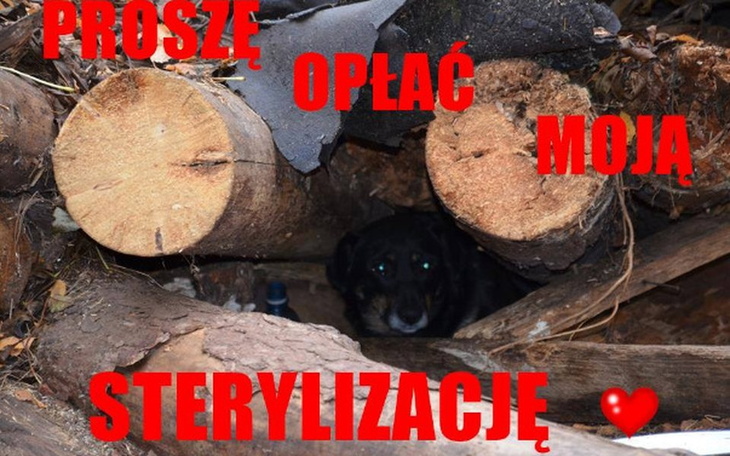 Zbiórka Akcja Kastracji - zdjęcie główne