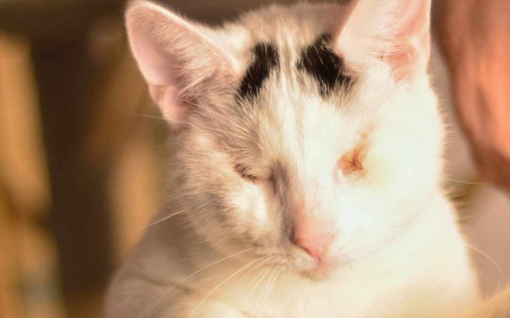 Biały kot z czarnymi plamami, zamknięty w świetle.