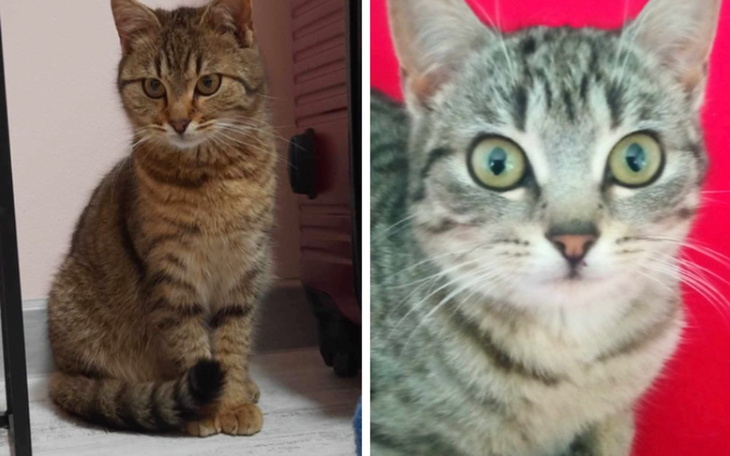 Zbiórka Na kociaki z Bogdanki opieka wet - zdjęcie główne