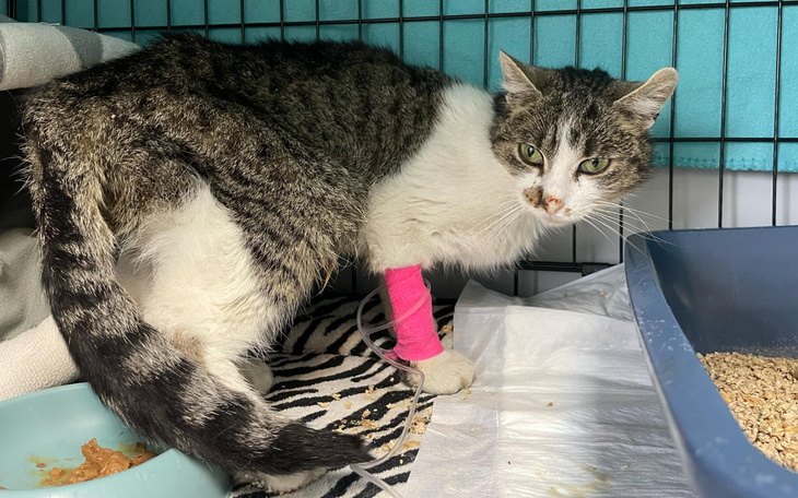 Kot z opatrunkiem na łapie, wygląda na zmartwionego.