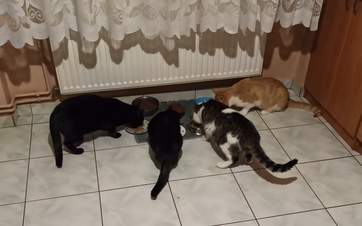 Zbiórka Pomóż zwierzakom - zdjęcie główne