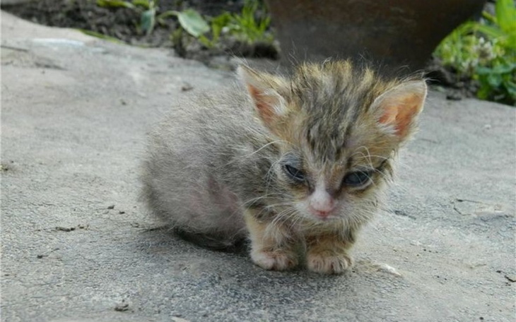 Zbiórka walka o zdrowie kota - zdjęcie główne