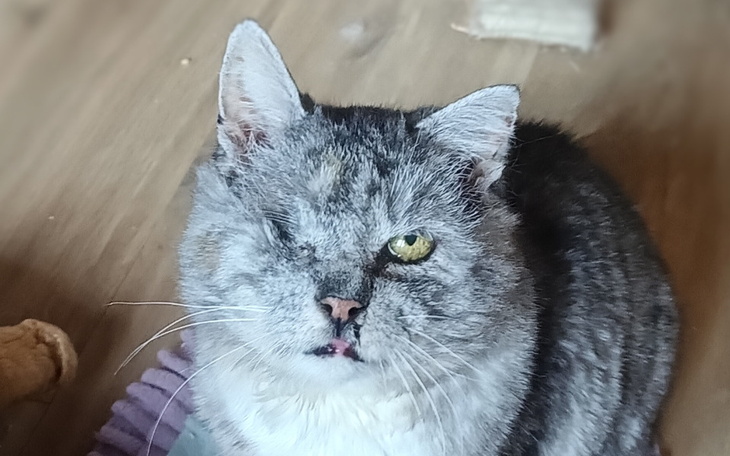 Kot z jednym okiem, siedzący na podłodze.