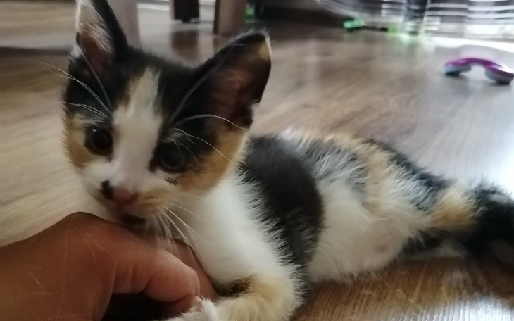 Zbiórka Operacja złamanej miednicy kotki - zdjęcie główne