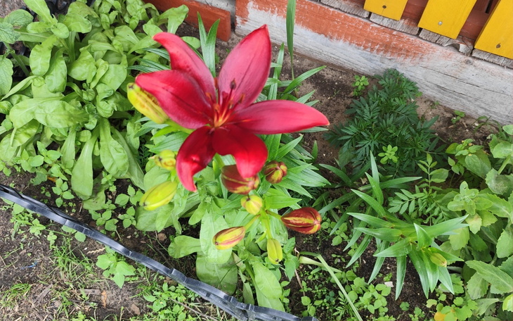 Czerwony kwiat lilii w ogrodzie, otoczony zielenią.